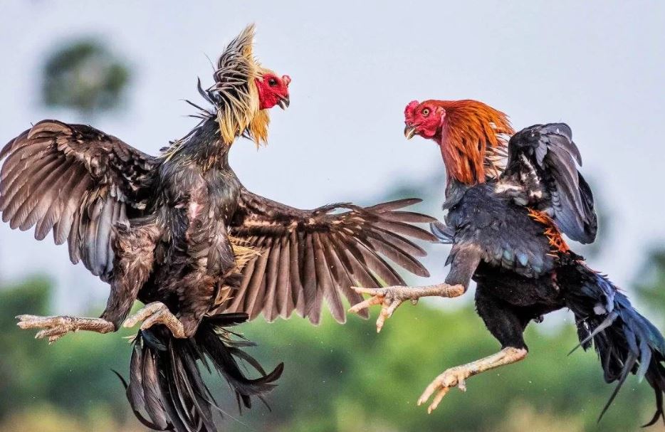 Chế độ dinh dưỡng trong kỹ thuật nuôi đá gà khoẻ 